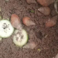 ۷عدد حلزون زیر قیمت