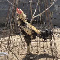 تخم مرغ و مرغ خروس لاری