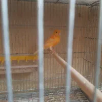 قناری نر بخوان مست اماده