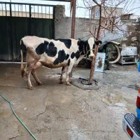 گاو هولشتان ابستن