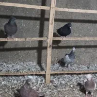 کبوتر کفتر طوقی سرور آبادانی|پرنده|کهک, |دیوار