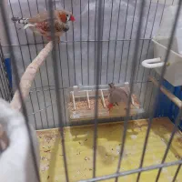 فنچ اروپایی بزرگ