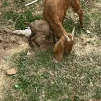 بز پاکستانی و یک عدد کره