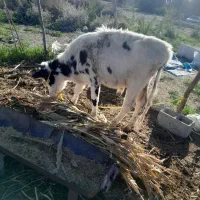 دوعدد پارک|حیوانات مزرعه|فاریاب, |دیوار