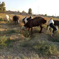 قوچ افشاری|حیوانات مزرعه|جزنیک, |دیوار