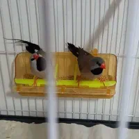 جفت فنچ کرواتی