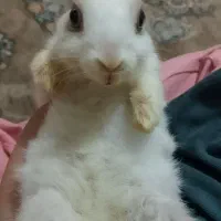 واگذاری خرگوش خانگی|موش و خرگوش|تبریز, |دیوار