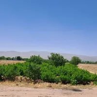 باغ انگور به همراه خانه باغ، ۲/۵ساعت تا تهران|فروش خانه و ویلا|تهران, ارم|دیوار