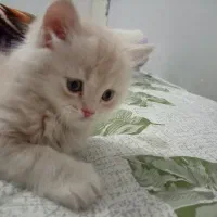 واگذاری گربه|گربه|کرمان, |دیوار