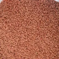 گندم مهرگان بوجاری رامشیر