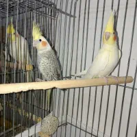 دو عدد عروس هلندی