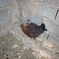 مرغ بومی گردن لخت