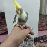 عروس هلندی رام شده و سخنگو