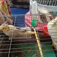 ۶عددعروس  هلندی  ۴ماه هستن پدر مادرش صحبت میکنن|پرنده|سنگر, |دیوار