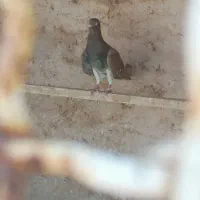 کفتر نروماده|پرنده|قم, آزادگان|دیوار