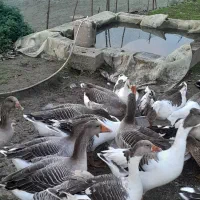 فروش غاز محلی و قو غاز|حیوانات مزرعه|آستانه اشرفیه, |دیوار