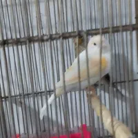 قناری ماده آماده آماده تن نرفته قناری  سهره