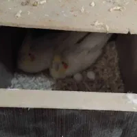 عروس هلندی دوسر لوتینو مولد تضمینی|پرنده|بجنورد, |دیوار