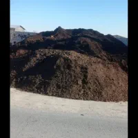 کود گاوی