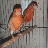 قناری (معاوضه)|پرنده|سبزوار, قصبه اب یمین|دیوار