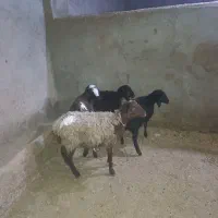 بره وبز|حیوانات مزرعه|تاکستان, |دیوار