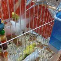 مرغ عشق فنچ قناری پرنده|پرنده|خواف, |دیوار