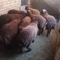 ۷عدد بره نر سبک وزن برای پروار،میش بز|حیوانات مزرعه|مشهد, خواجه ربیع|دیوار