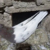 کله ای فروش