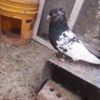 کفتر