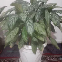 گل سرحال و شاداب