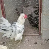 مرغ و خروس گلین چهل تاج|حیوانات مزرعه|کاکی, |دیوار