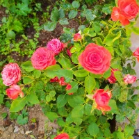 اجاره روزانه سوئیت حیاط دار فقط شبی ۵۰۰