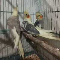 پرنده