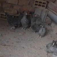 جوجه پلیموت راک