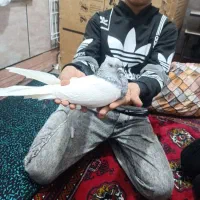 کبوتر کله تاتار علیا