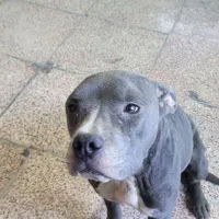 سگ پیتبول ماده ونر|سگ|ماهدشت, |دیوار