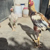 جوجه خروس ومرغ لاری دانگ بالا افغان