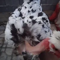 گلین مرغ وخروس
