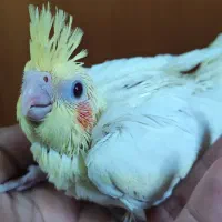 جوجه عروس سرلاکی آلبینو دوکت و لوتینو