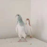 چند عدد کبوتر هم پرنده هم جفتی