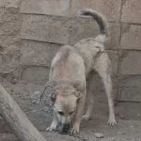 سگ نگهبان