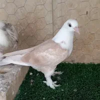 کفترکبوتردم سفیدکلاغ طوقی کاکلی|پرنده|تربت‌حیدریه, داروپخش|دیوار