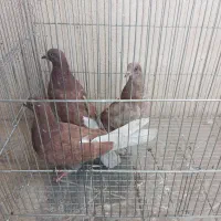 کفتر کاشانی