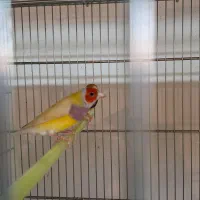 عروس هلندی/فنچ/قناری|پرنده|بهار, |دیوار