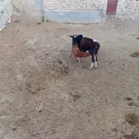 گاو وگوساله  وماده ونر|حیوانات مزرعه|اقلید, |دیوار