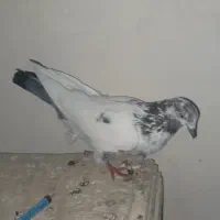 گرفته شده