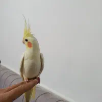 عروس هلندی نر|پرنده|مشهد, ایوان|دیوار