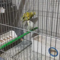 ۴عدد قفس بزرگ ۸عدد جوجه پران|پرنده|تبریز, |دیوار