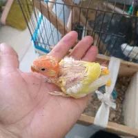 کتوله سرلاکی  اوپال