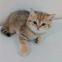 بریتیش ماده
